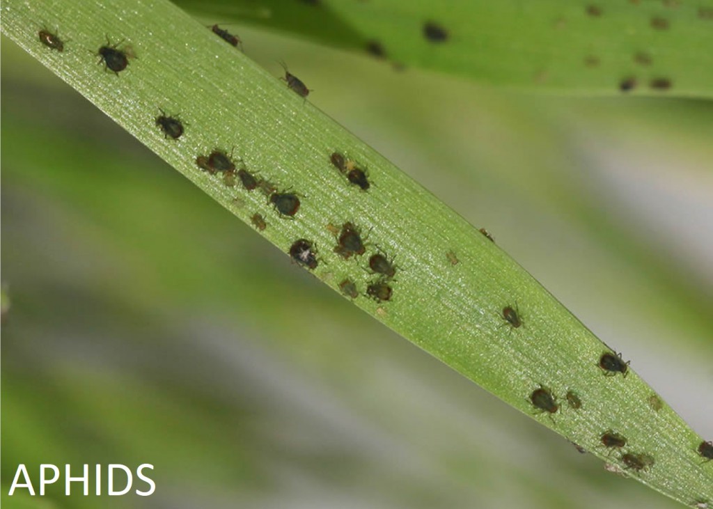 Palm Tree Aphids